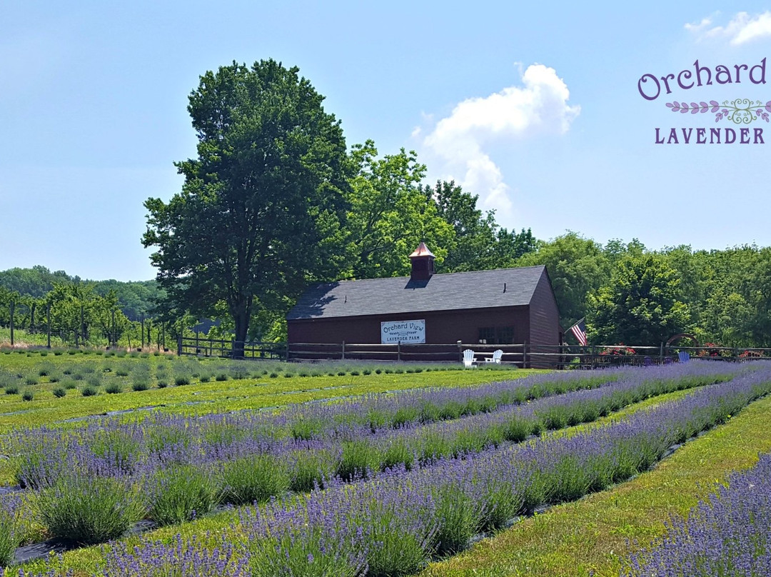 Orchard View Lavender Farm景点图片