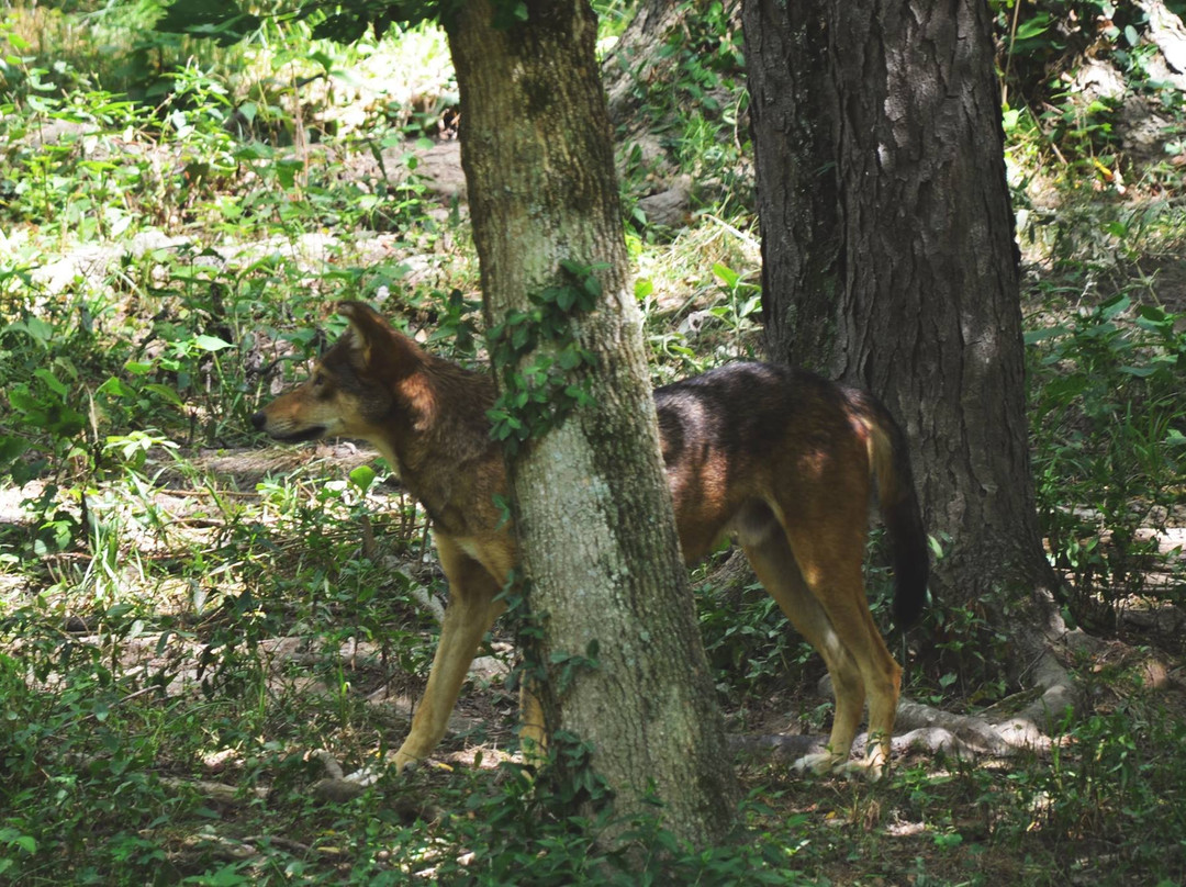 Endangered Wolf Center景点图片