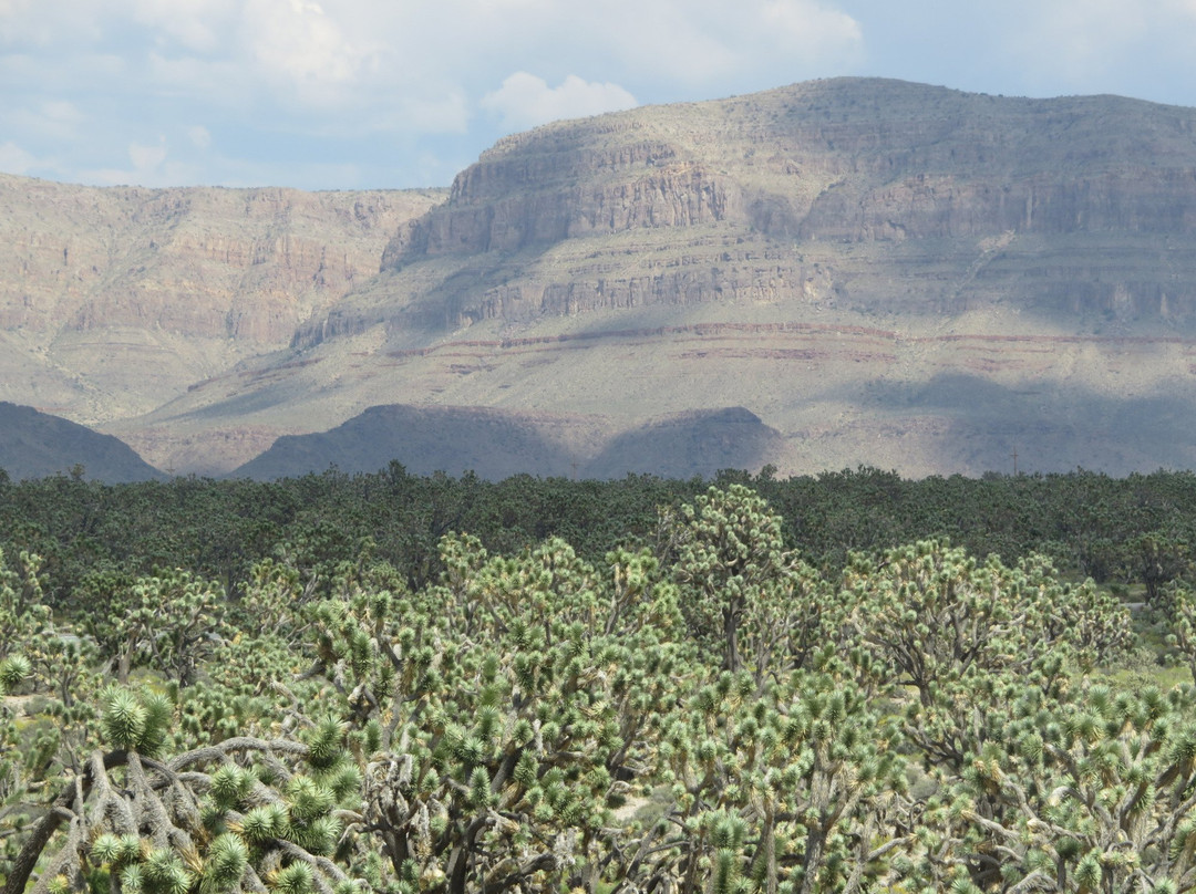 Grapevine Mesa Joshua Trees