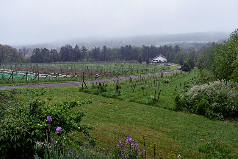 Big Creek Vineyard and Winery景点图片