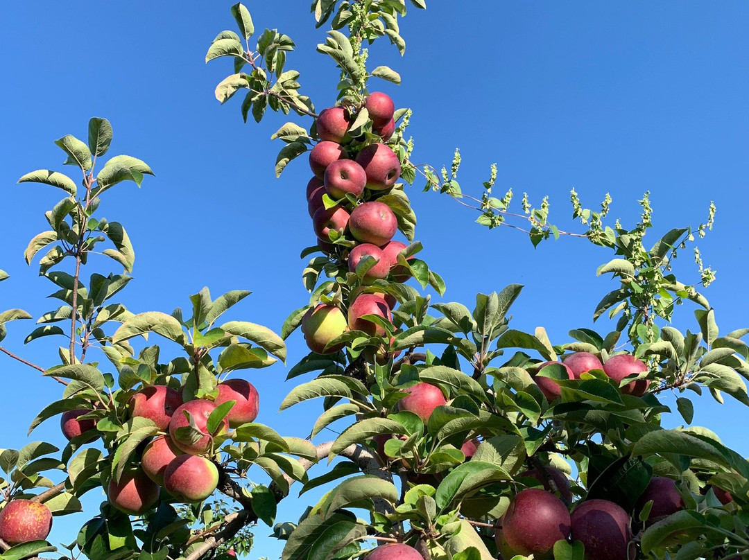 Bishop's Orchards-Guilford必去景点