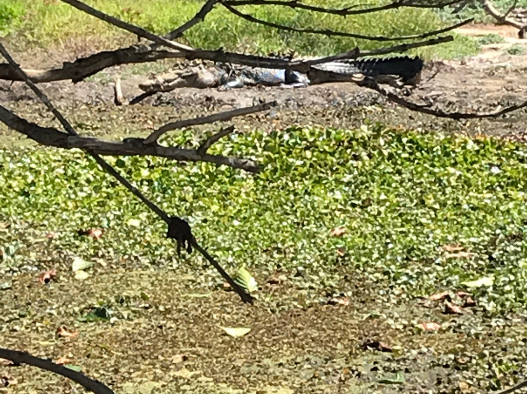 Absolute North Charters-Hinchinbrook Island必去景点