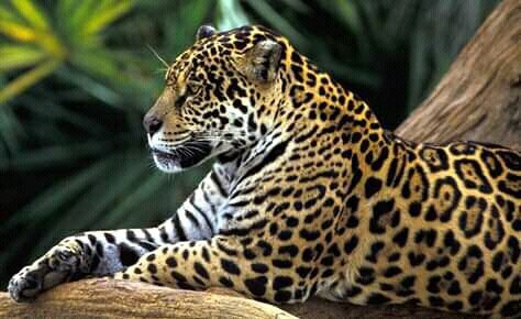 Amazon Victoria Regia-伊基托斯必去景点