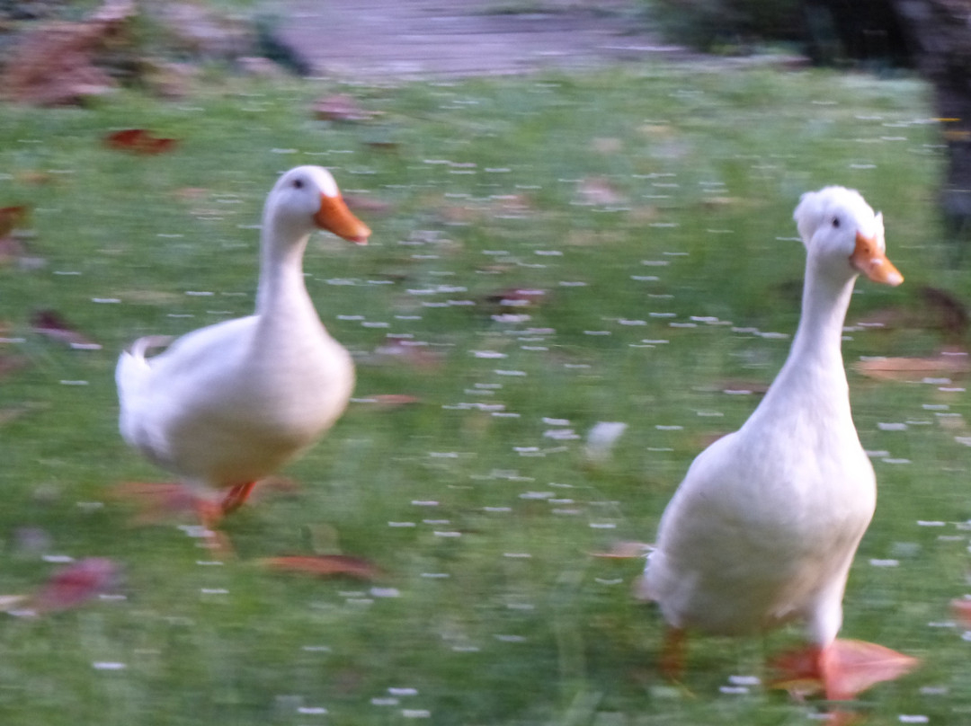 Le Manoir du Clôt主图