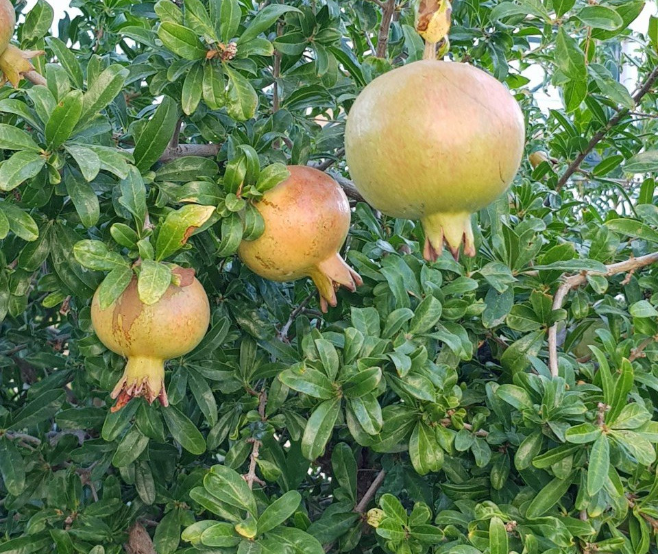 Hotel Romantica Apartments主图