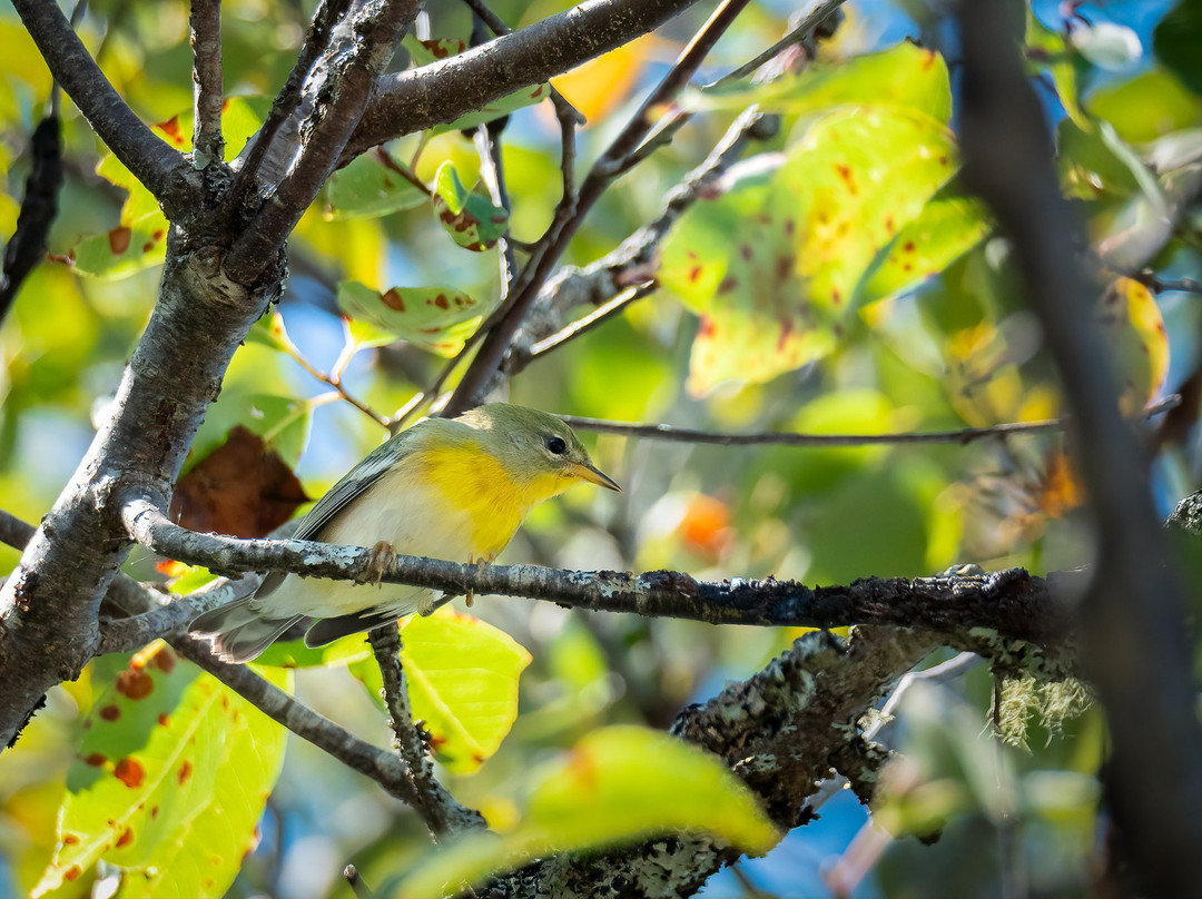 Down East Birdwatching and Nature Tours-巴港必去景点