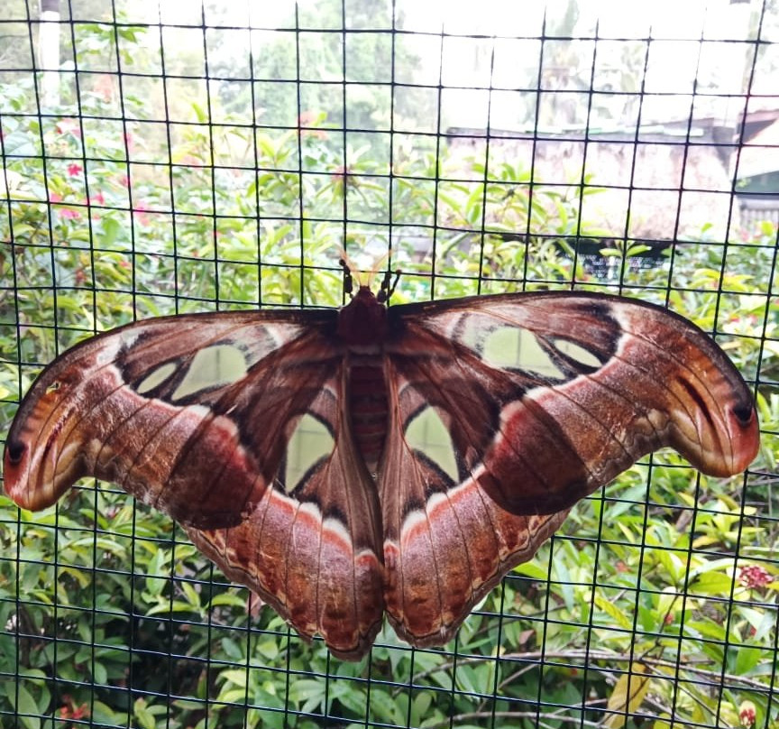 Kemenuh Butterfly Park-Kemenuh必去景点