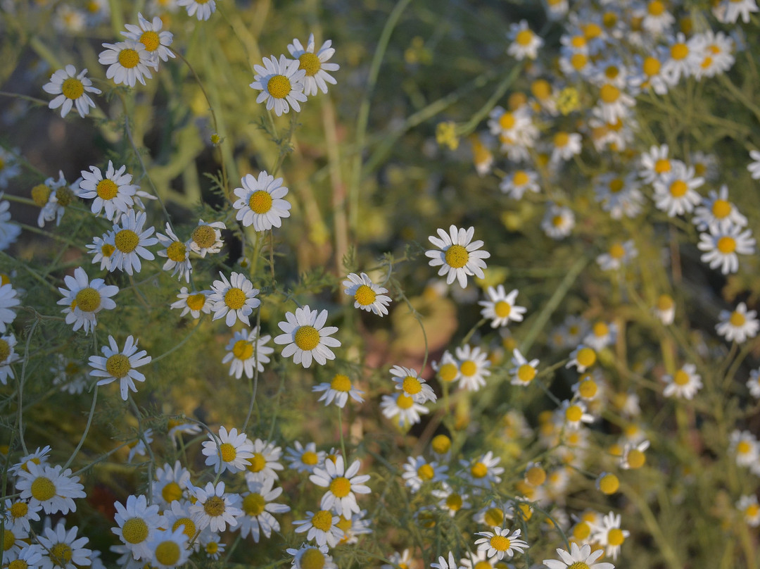 Valle del Arriero-Chimbarongo必去景点