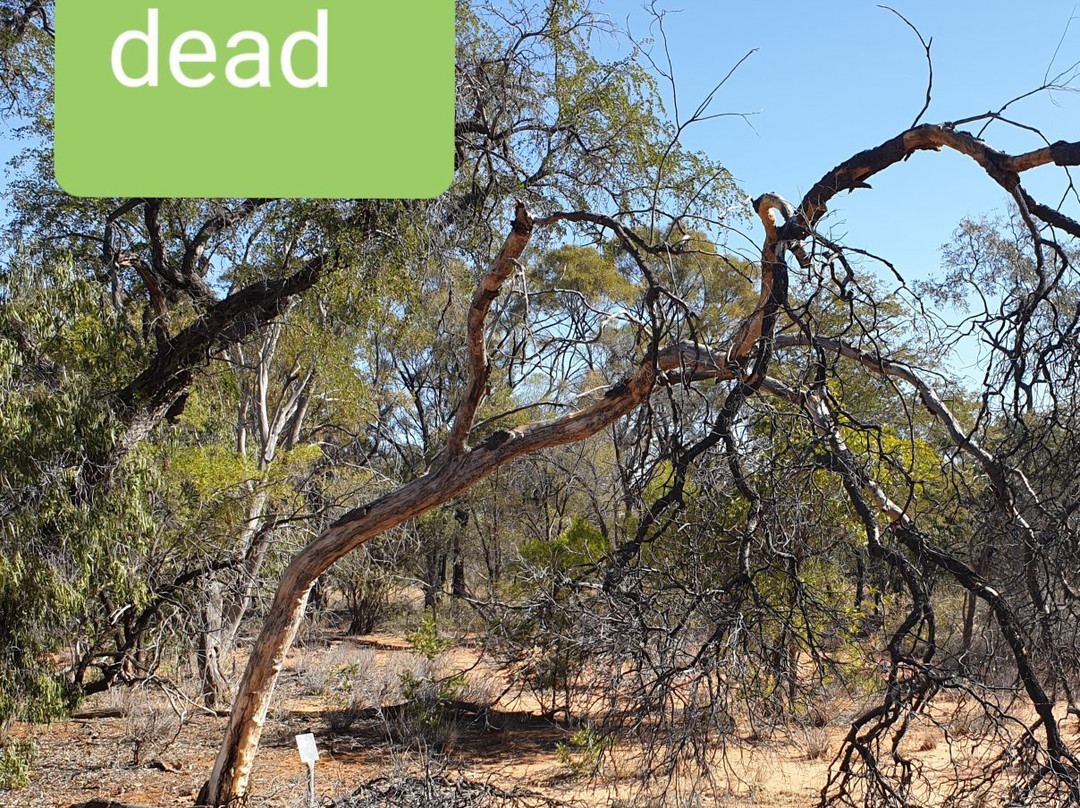 Barcaldine Botanical Walk