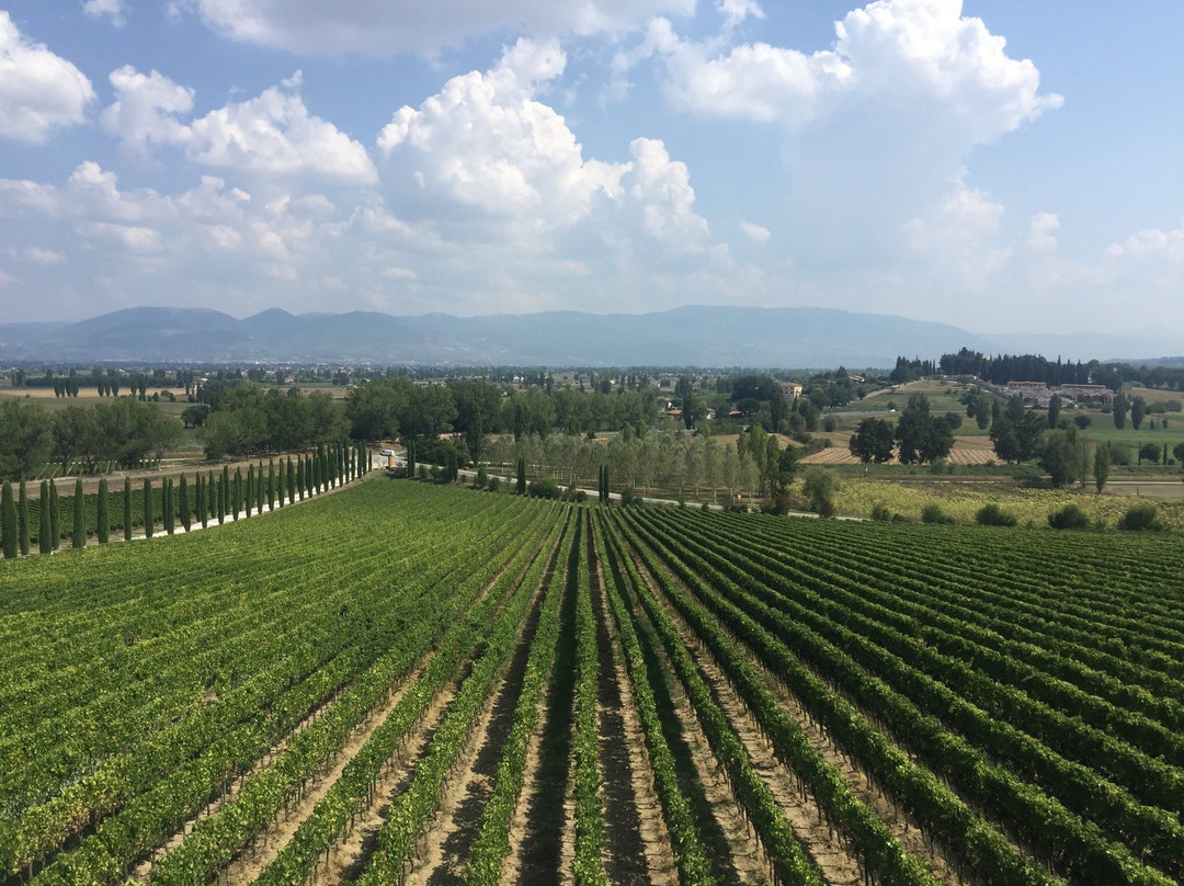 Umbria Wine Tour景点图片