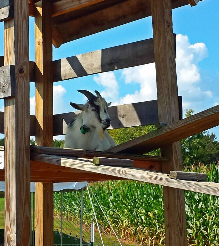 Oakes Farm Corn Maze-Corryton必去景点