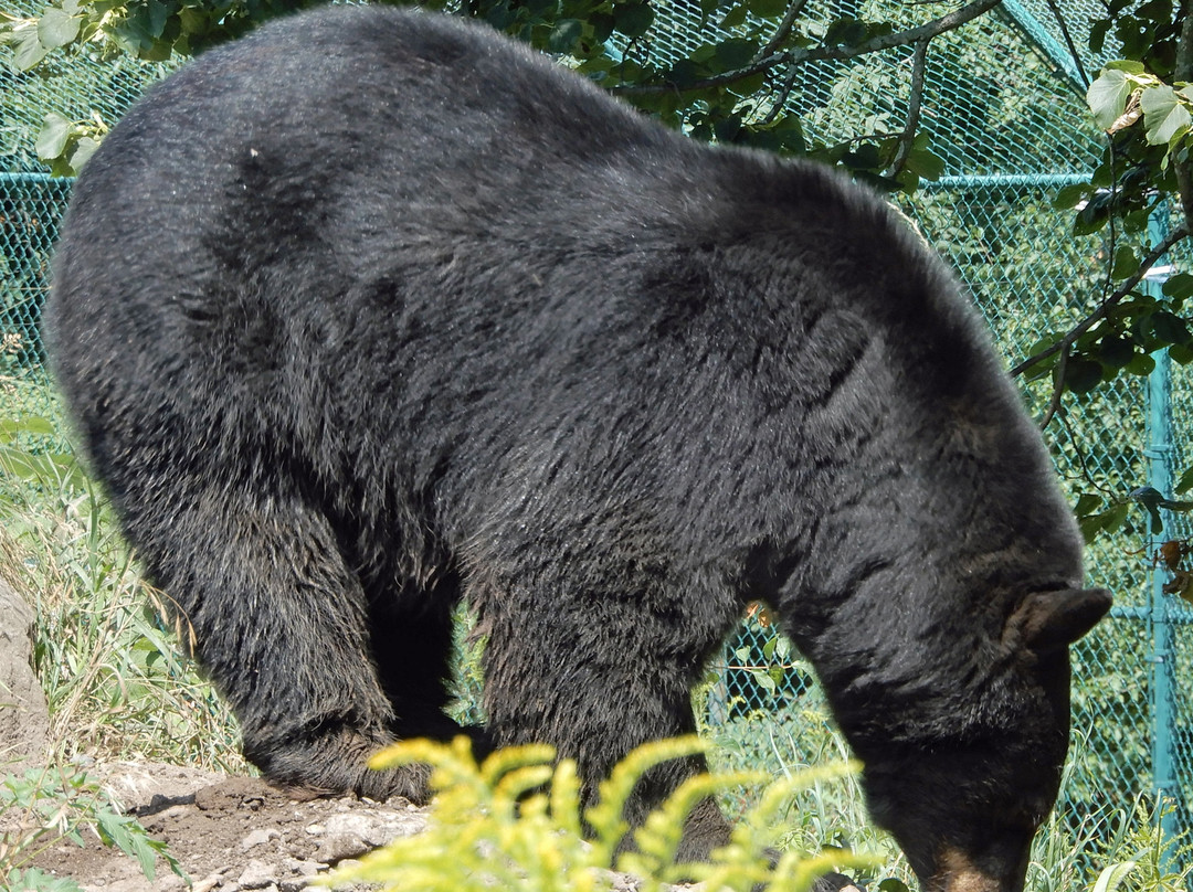 New York State Zoo at Thompson Park-Watertown必去景点