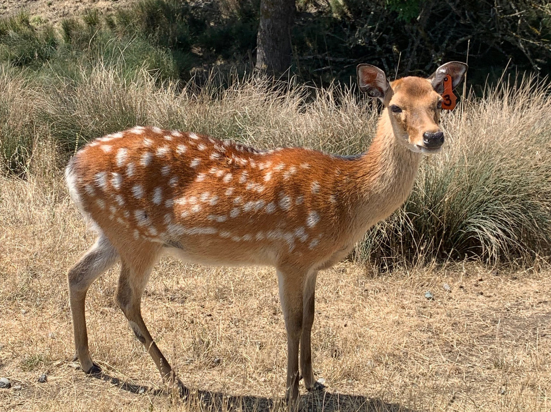 Wildlife Safari景点图片