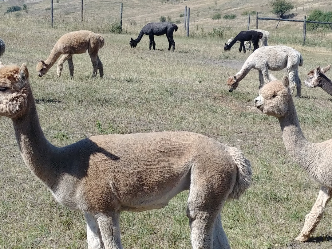 Camelot Haven Alpacas景点图片