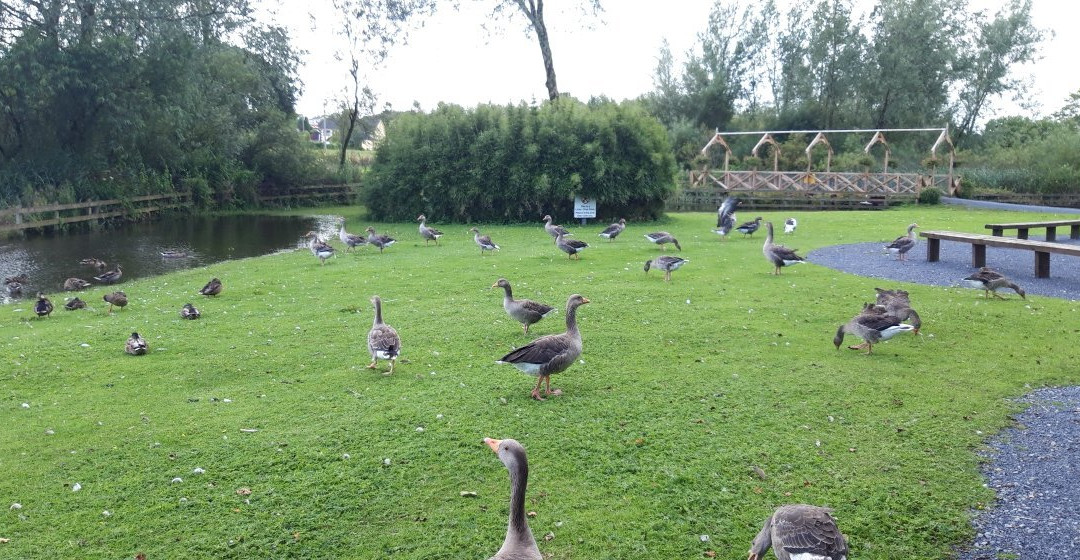 McMahon/Clare Lake Park景点图片