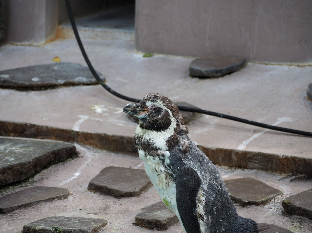 Yumemigasaki Zoological Park景点图片