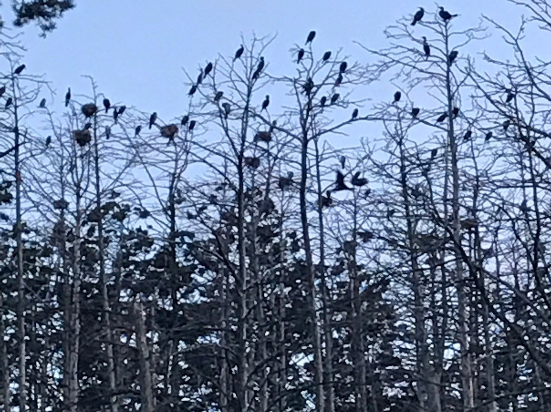 Herons and Cormorants Colony of Juodkrantė-Juodkrante必去景点