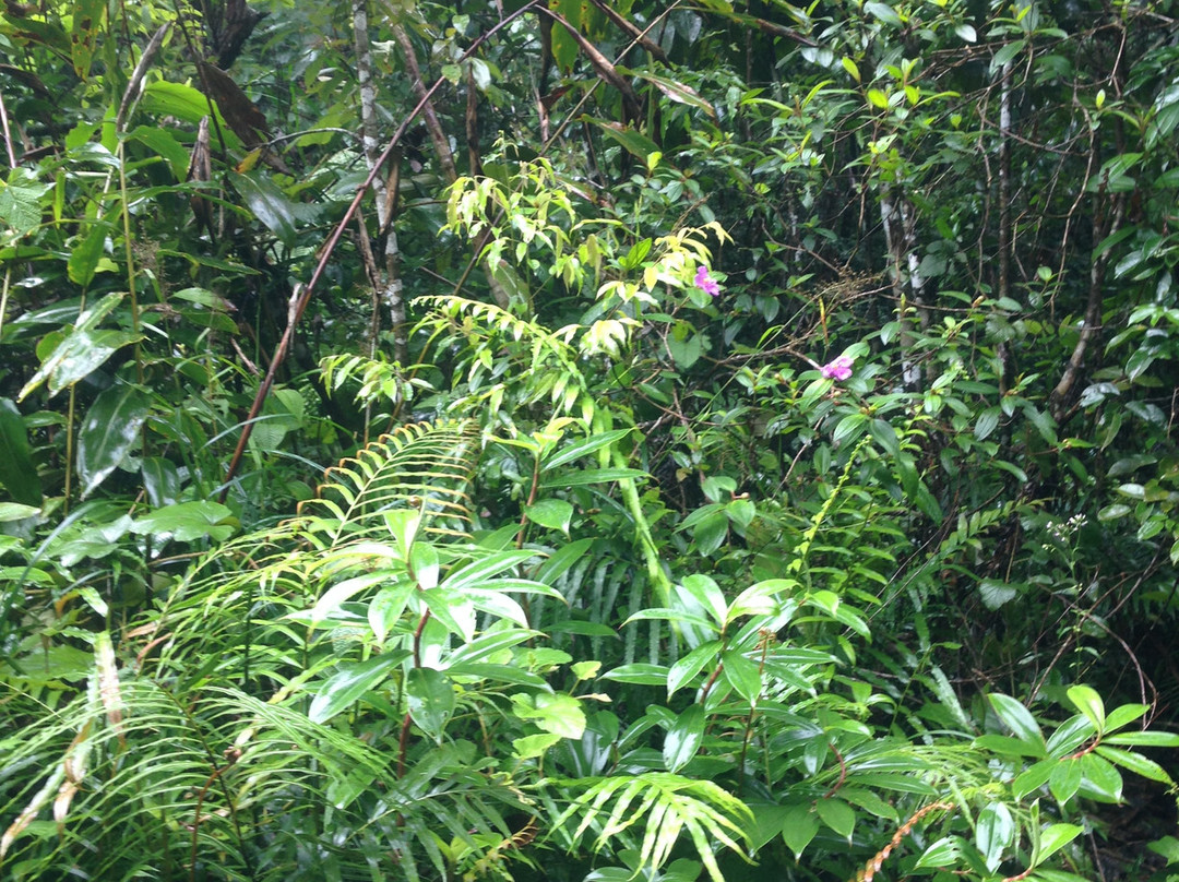 Sinharaja Rain Forest Tours-Deniyaya必去景点