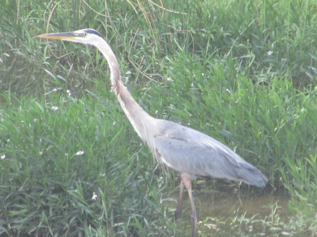 Black Hill Regional Park-Boyds必去景点