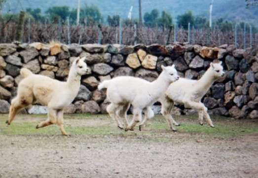 Wine Tours Valparaiso-瓦尔帕莱索必去景点