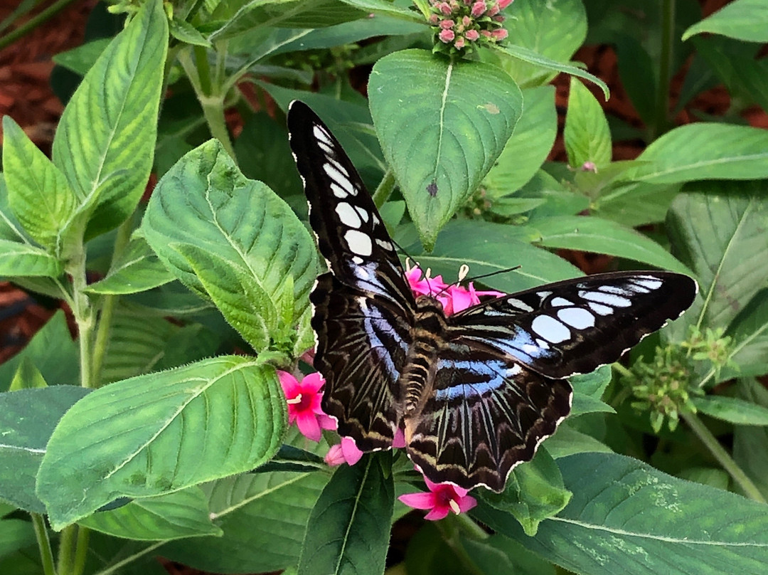 Butterfly House-Put in Bay必去景点