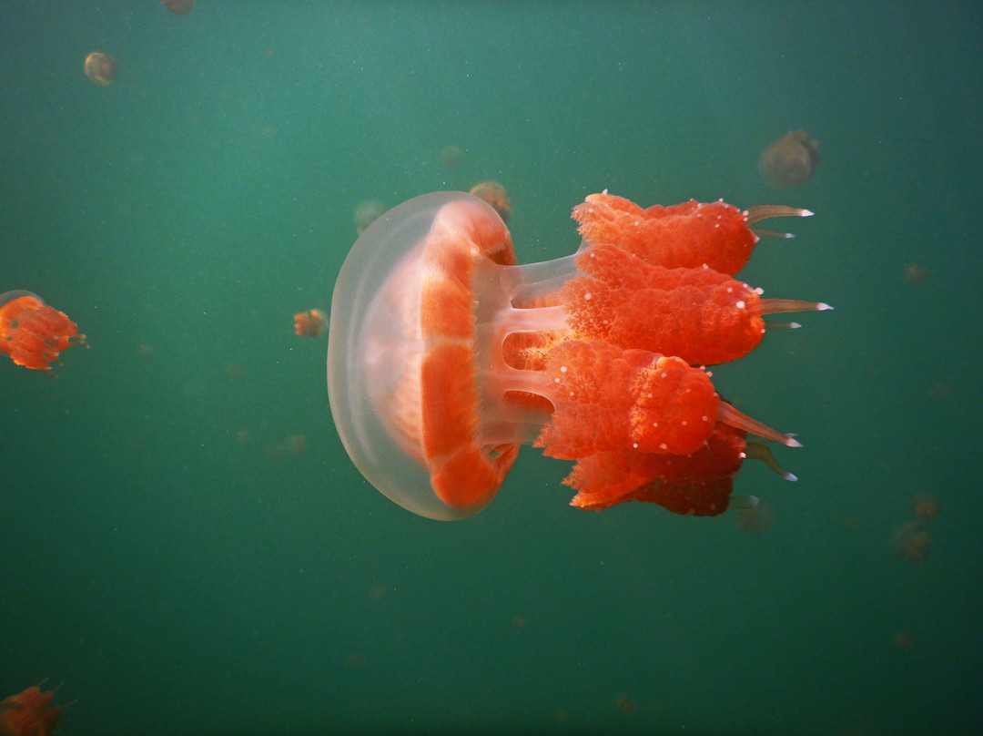 Sting-less Jellyfish Lake-Pulau Kakaban必去景点