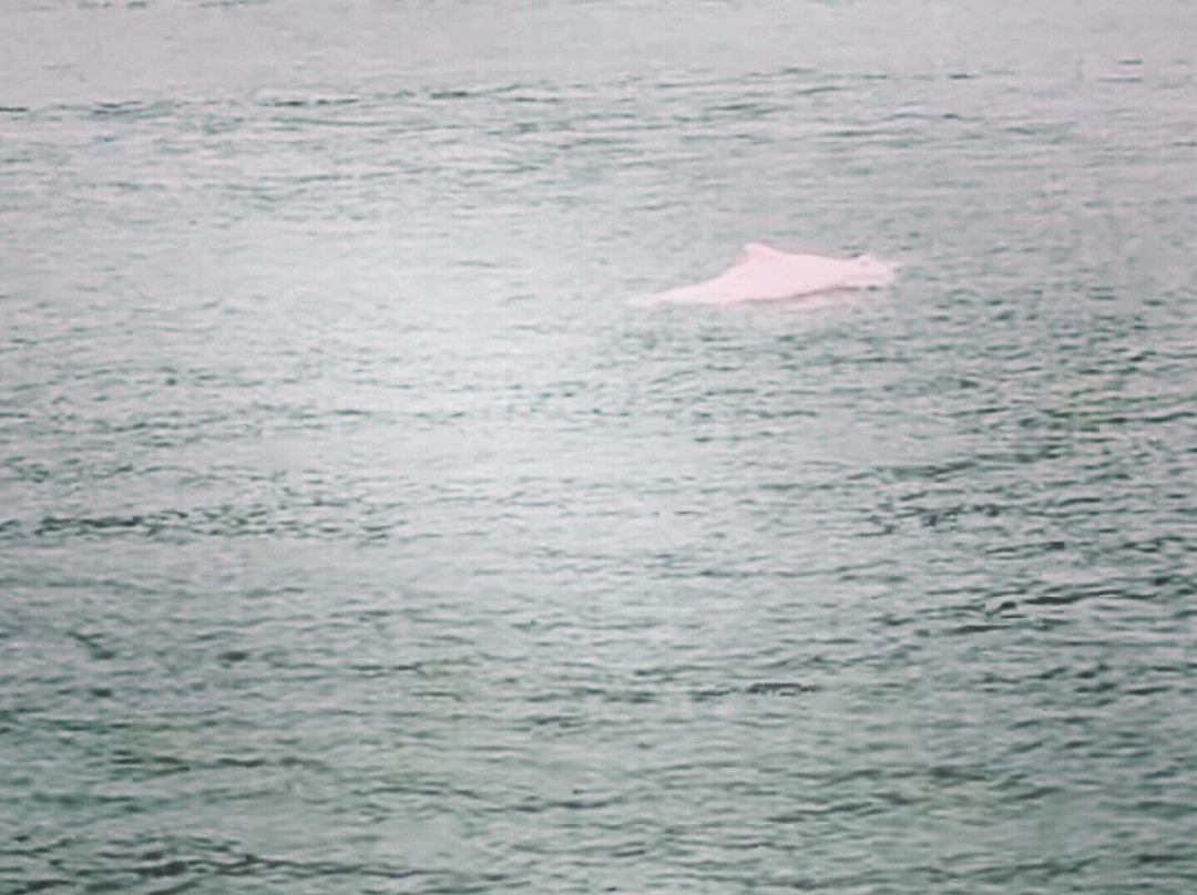 香港海豚观察有限公司 - 一日游景点图片