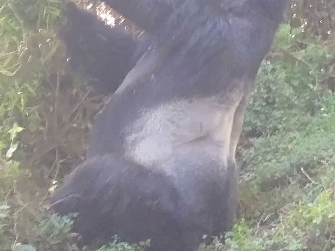 Mgahinga Gorilla National Park-Kisoro必去景点