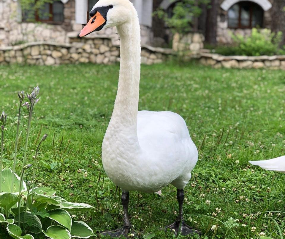 Usadba Mescherskaya Park Hotel主图