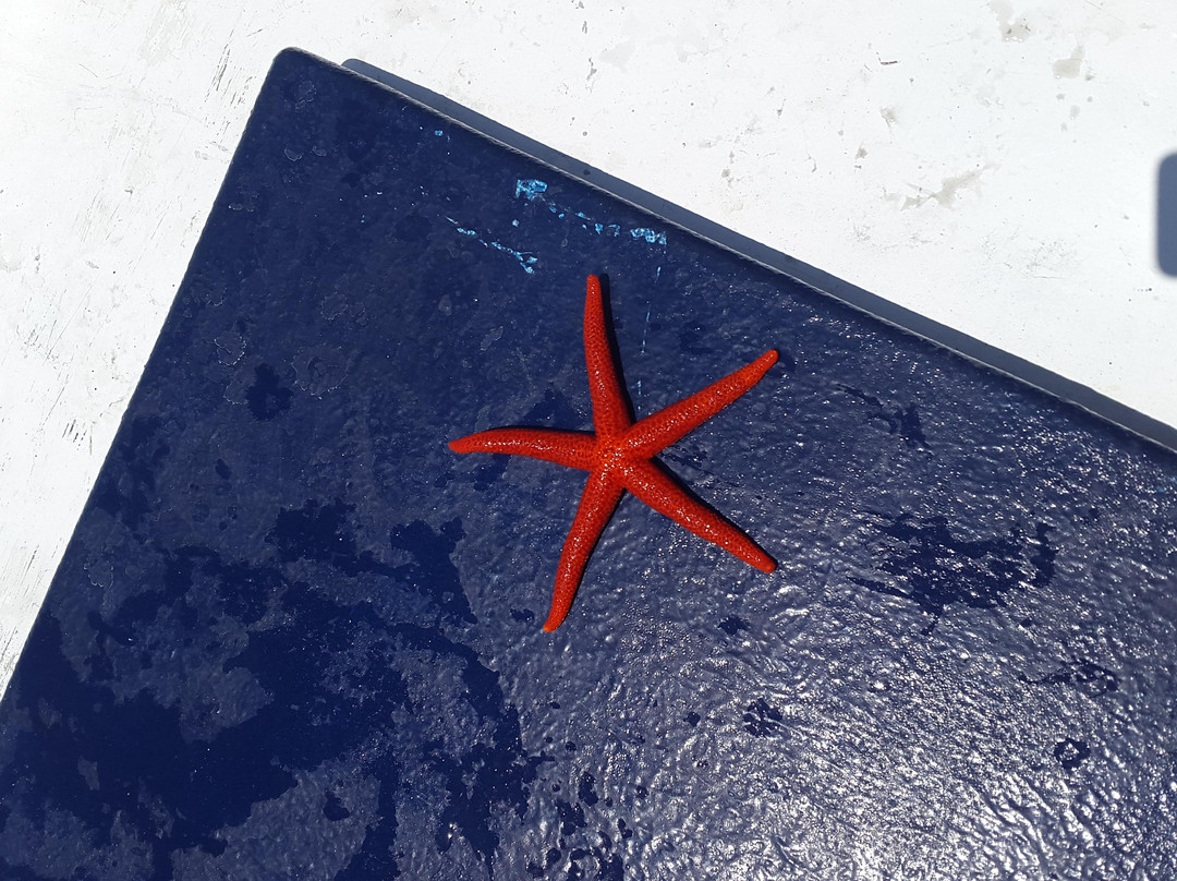 La Rosa Dei Venti Escursioni-陶尔米纳必去景点