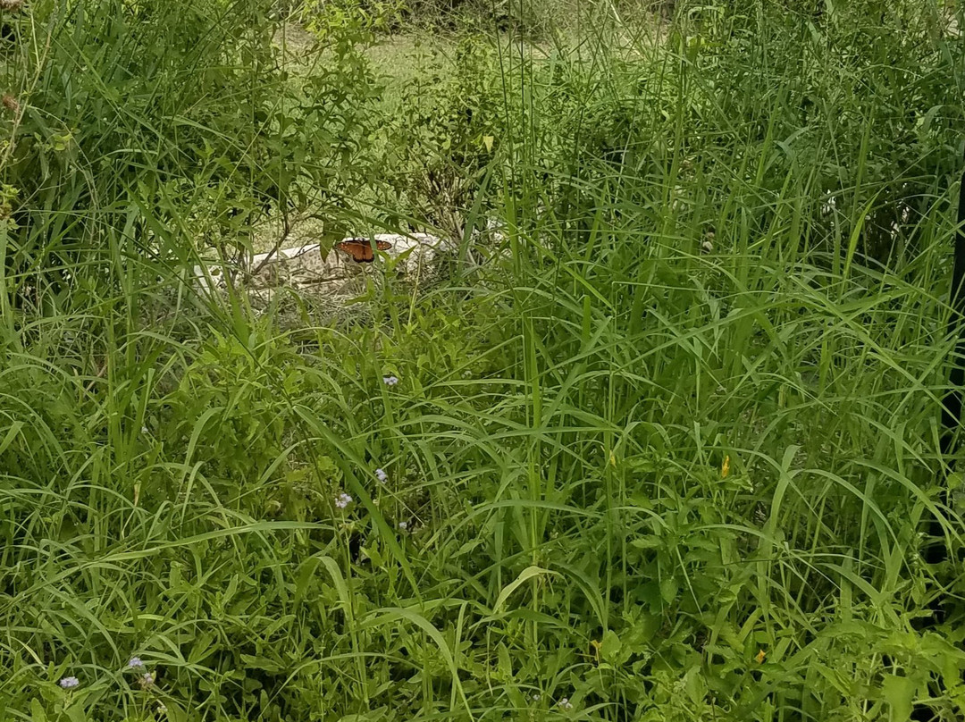 National Butterfly Center景点图片