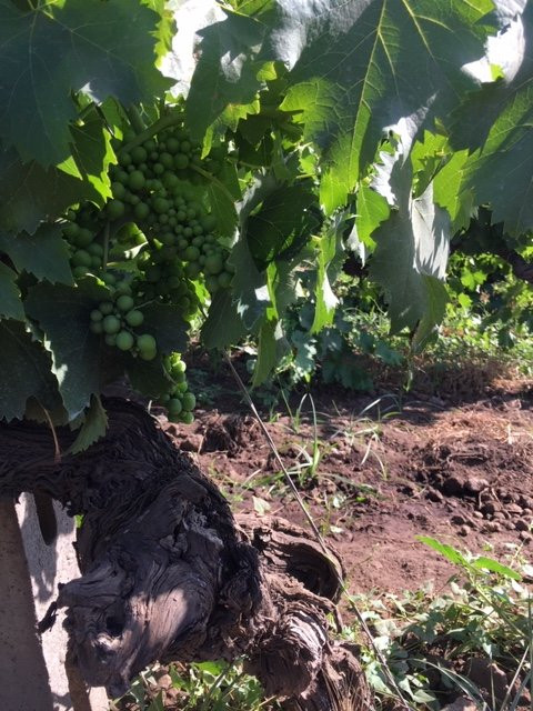 Tenuta delle Terre Nere Azienda Vinicola景点图片