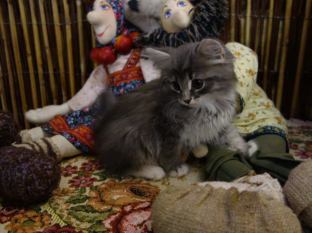 Koshkin Dom主图