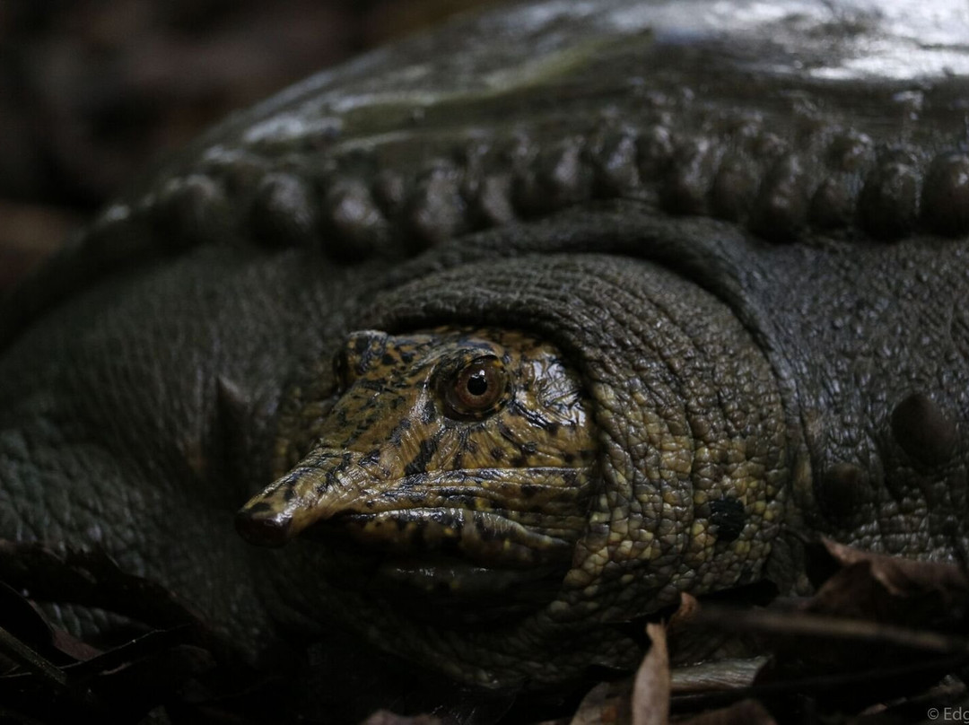 Turtle Conservation Centre景点图片