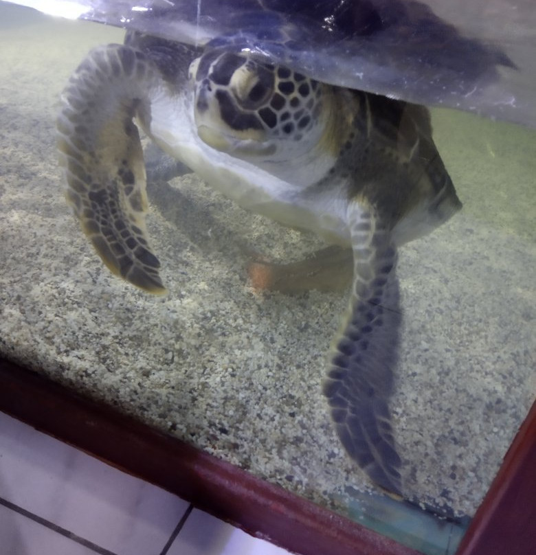 Aquaworld Aquarium & Reptile Rescue Centre景点图片