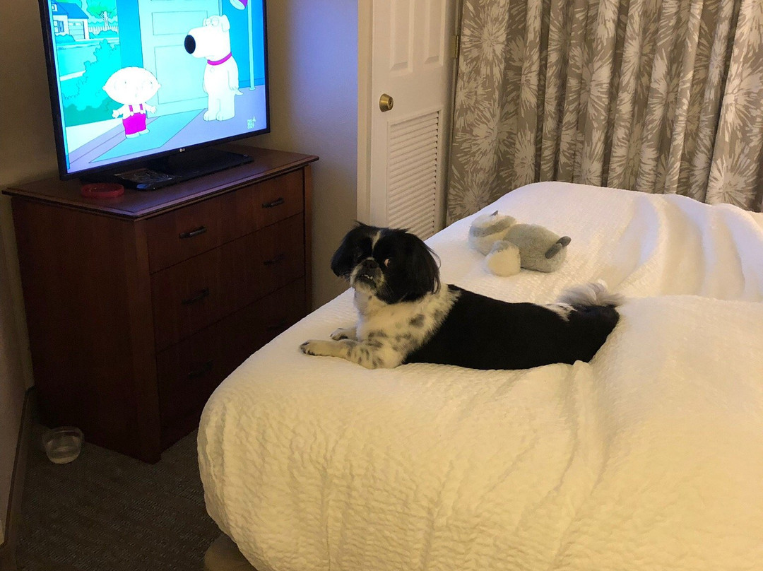 Residence Inn by Marriott Charleston Mt. Pleasant主图