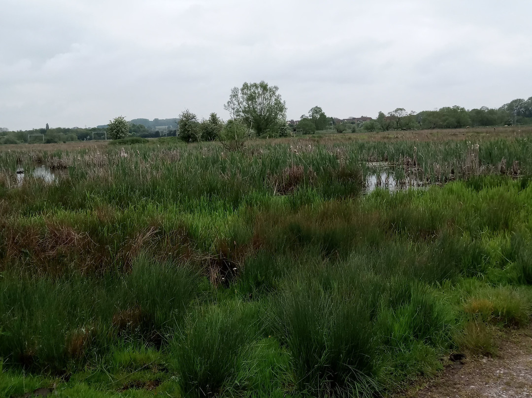 Doxey Marshes Nature Reserve景点图片