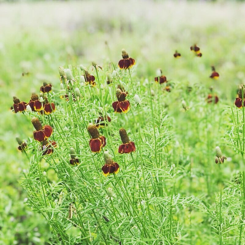 Hill Country State Natural Area-Bandera必去景点