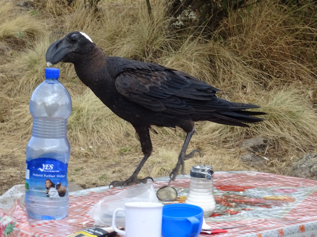 Simien Mountains Community Trekking-Debark必去景点