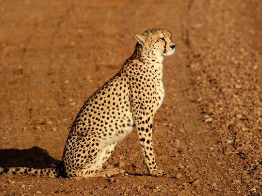 Kenya Expresso Tours and Safaris-内罗毕必去景点