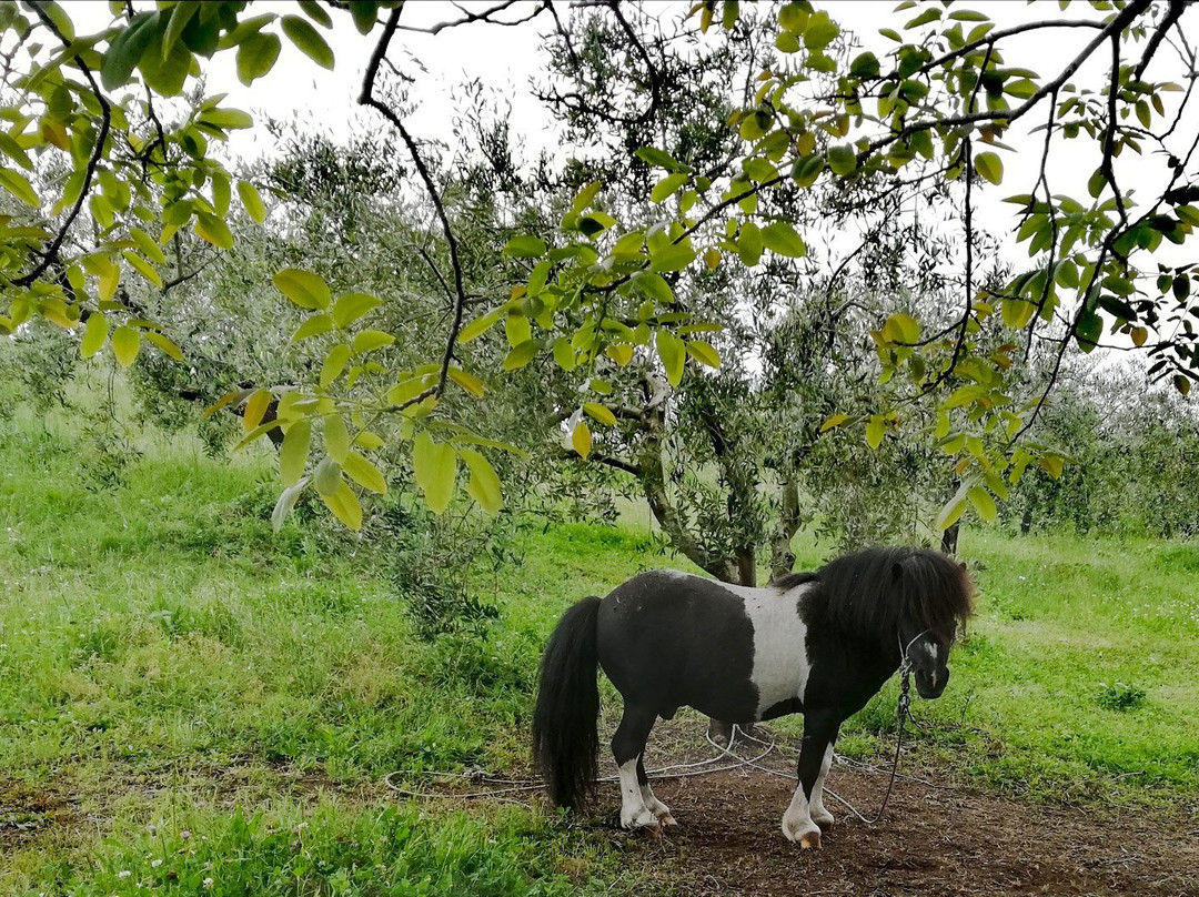 Eremo dei Camaldoli di Visciano景点图片