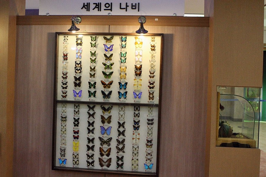 Hampyeong Expo Park - Butterfly Insect Specimen Exhibition hall-咸平郡必去景点