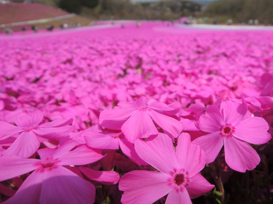 Ichikaimachi Shibazakura Park-市贝町必去景点