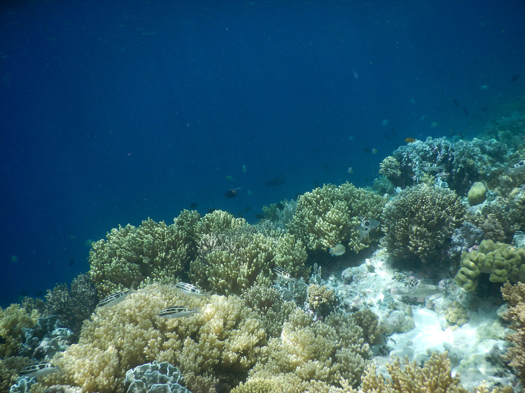 Tomia Ocean Dive景点图片