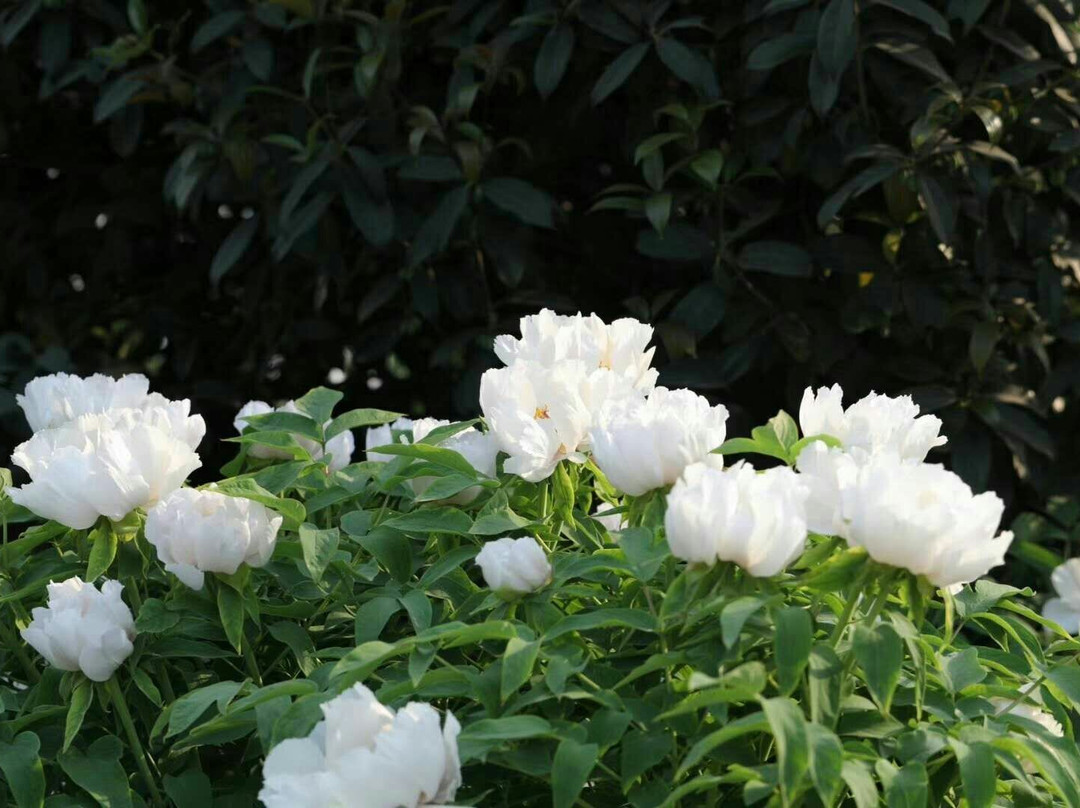 沙澧河风景区-漯河市必去景点