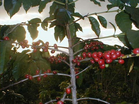 South Kona Coffee Retreat主图