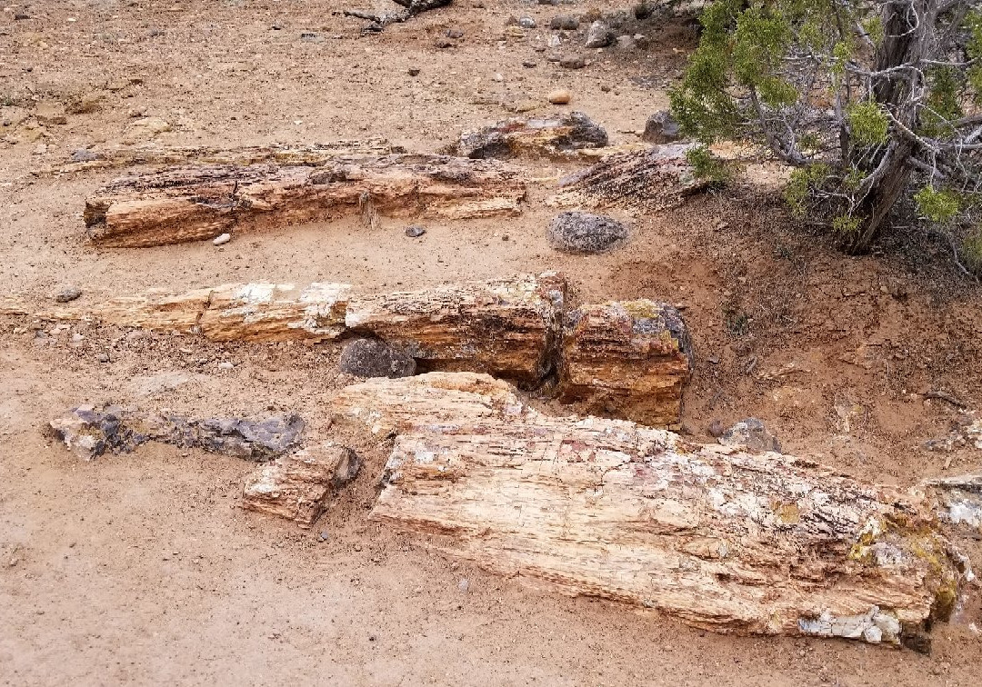 Escalante Petrified Forest State Park景点图片