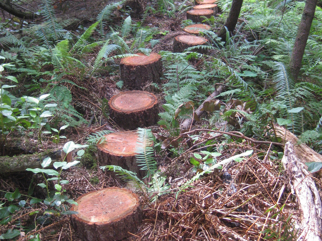 Menzies Mountain Trail景点图片