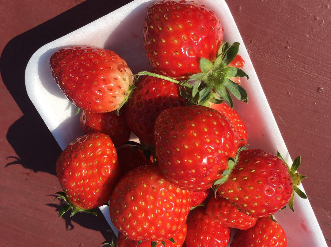 Yoshimura Strawberry Park-益子町必去景点