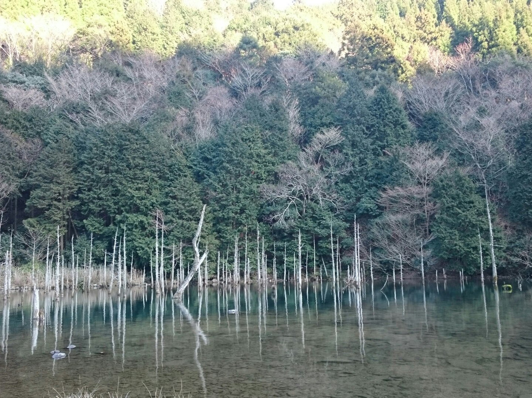 Ichinomatasakura Park景点图片